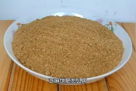 芝麻饼肥怎么用#发酵芝麻饼肥#麻酱香油渣#腐熟肥蔬菜盆景视频封面