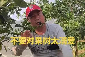 不要对果树太溺爱。 #农业技术推广  #钟式栽培视频封面