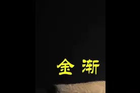 英短金渐层毛色怎么区分？（342）#英短金渐层 #金渐层视频封面