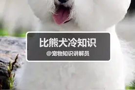 #比熊犬 #宠物 这样的白色小圆球你不想养一只吗？