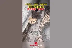 2月13日，山东泰安两只“汪星人”卡在墙缝中，网友：问君能有几多愁？恰似墙缝卡“狗头”#萌宠 #汪星人 #幽默视频封面