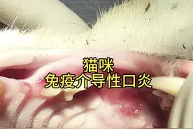 猫咪口炎治疗，解决猫咪病痛#医学科普 #萌宠出道计划 #猫咪护理视频封面