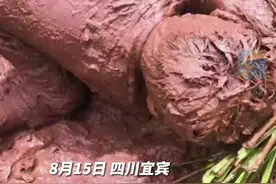 萌娃玩泥巴秒变小泥人，妈妈在一旁淡定拍视频留念。网友：这才是童年该有的快乐#萌娃日常视频封面