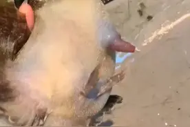 超级震撼！大鱼产卵#鱼产卵 #鱼视频封面
