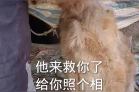 与拾荒老人相依为命的金毛这一别可能就是“永远”…#金毛 #阆中动保视频封面