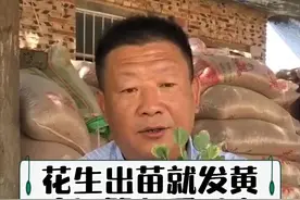#花生 出苗就发黄，农民朋友看过来！#抖音助手 #农业技术 #农业视频封面