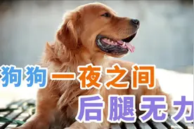 狗狗一夜之间后腿无力视频封面