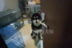 这只成年的阿拉不太会憋尿，于是晓伟训犬师这样训练它上厕所！视频封面