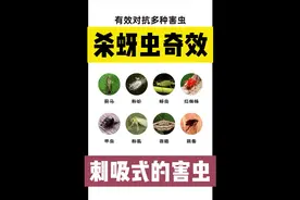 空心菜上有蚜虫怎么办？常见的洗洁精加一样，消灭蚜虫有奇效视频封面
