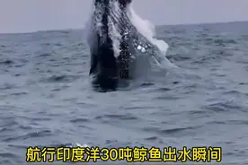 货轮航行至印度洋深海海域，偶遇一头成年座头鲸，瞬间跃出水面，场面甚是壮观，现在已经200岁了#海员船员 #鲸鱼 #海员生活 @抖音短视频 视频封面