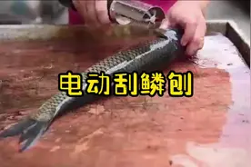 电动刮鱼鳞器，刮鱼快速不伤鱼皮，很适合爱吃鱼的和做生意使用视频封面