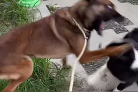 幼犬社交，来干货啦！反正我见过的小边牧都爱往别人身上扒拉视频封面