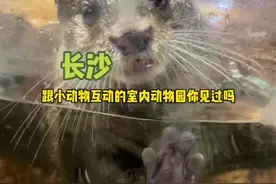 夏日炎炎，不如来逛动物园吧~#王思聪的动物园视频封面