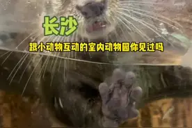 夏日炎炎，不如来逛动物园吧~#王思聪的动物园视频封面