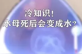 水母死后会变成水？