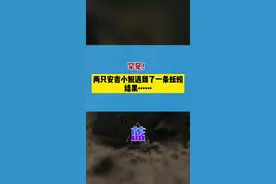 罕见！两只安吉小鲵遇到了一条蚯蚓，结果……#安吉 #寻找山水精灵视频封面