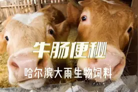 牛肠便秘#养牛 #疾病防控 #养殖 #自繁自养 #养牛人 #三农视频封面