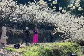 昆明宜良米户樱桃花开了，花期十天左右，免费的哦#昆明 #宜良 #樱桃花 #踏春赏花 #春暧花开视频封面