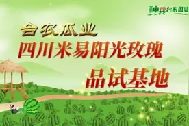 咱们瓜业四川米易基地的阳光玫瑰上市喽！#三农视频封面