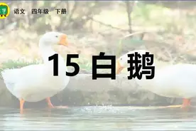 四年级下册语文《白鹅》生字讲解视频封面