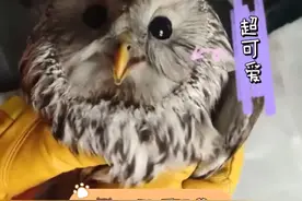 若遇见野生动物误闯，应第一时间报警求助，不要随意捕捉、驱赶，避免让野生动物受到伤害，以及动物伤人事件的发生，或违反相关法律。增强野生动物保护意识，真正实现人类与自然的和谐共生。#辽宁消防 #你好119 @本溪消防 视频封面