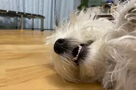 挑战一只小狗的睡觉姿势，你能挑战成功么？#成为自己的冠军视频封面