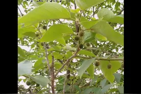 构树叶养鸡大功效！#小野草 #构树叶 #大功效 #散养鸡 #科学养鸡 #养鸡指导 #禽病防治 #热门 #抖音