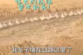 “老板我要迟到了！”大鹅整整齐齐排上千米的队伍过马路！视频封面