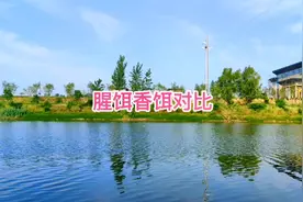 腥饵vs香饵，#水下摄影 #饵料测试 #钓鱼技巧 #野钓技巧视频封面
