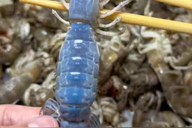 咱就是说，泸沽虾为啥有一股子洗衣粉味儿？#生腌艺术家 #潮汕生腌视频封面