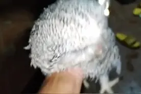 被淋湿的猫头鹰在院子里歇脚，小哥把它抱进房檐下躲雨，雨停了它就自己飞走了！#治愈 #猫头鹰 #野生动物零距离视频封面