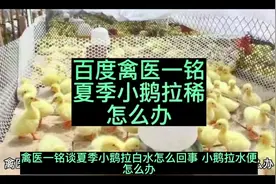 禽医一铭谈夏季小鹅拉白水怎么回事视频封面