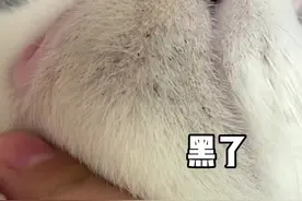 猫咪下巴黑可以试试这个免洗泡泡，坚持用几次就干净啦。视频封面
