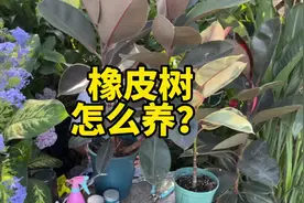 橡皮树怎么养才能更旺盛？长太高直接砍头促分支视频封面