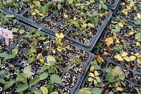 月季小苗能不能露天越冬？要分清3种情况#三农 #新农人计划2023视频封面