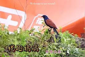 褐翅鸦鹃，又称红毛鸡。2012年列入频危红色物种。视频封面