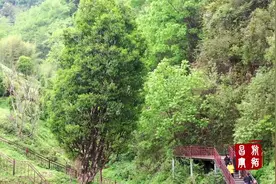 这里是昌宁——千年茶乡“古茶王”视频封面