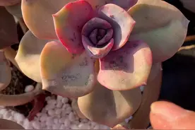 #多肉植物 #多肉养护 #多肉长黑斑视频封面