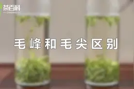 毛峰和毛尖同属于绿茶，有产地、外形、口感三大不同视频封面