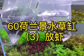 60水草缸开缸一周了，放黑壳虾，聊聊黑壳虾过温过水的正确方法#水草缸 #水草造景 #黑壳虾 
