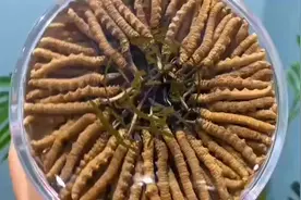 免疫力是最好的医生。每天2～3根虫草，泡水，嚼服、连吃3个月视频封面