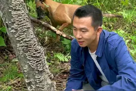 以它的命名，外形像云朵一样，它叫彩云革盖菌也叫云芝，采回家泡水喝！#云芝视频封面