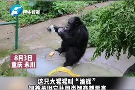 大猩猩洗手戴口罩有模有样，网友：脸有点大视频封面