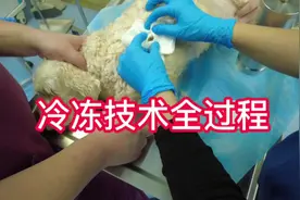 狗狗肿瘤治疗——液氮冷冻过程 #宠物医院的那些事视频封面