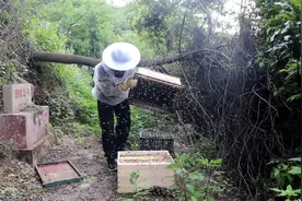 怎么把蜜蜂从老蜂箱换到新蜂箱?方法很简单，养蜂小伙现场教你视频封面