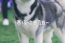 正经起来的哈士奇有多么帅？？#萌宠出道计划 #金毛一二 #哈士奇五一#赛级哈士奇@金毛一二 @云南海棠哈士奇视频封面