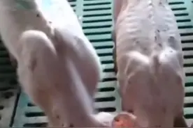 仔猪断奶后常见的病-副猪，如果预防和治理？#养猪 #养猪人视频封面