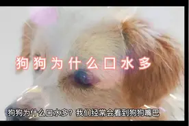 狗狗为什么口水多？#宠物知识小课堂 #科学养宠攻略视频封面