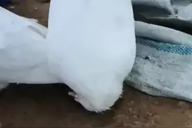 #鸽子歪头怎么办！视频封面