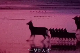 “大家快看啊，这里有13只傻狍子掉河里啦”#傻狍子 @抖音短视频视频封面